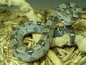 Female holdback