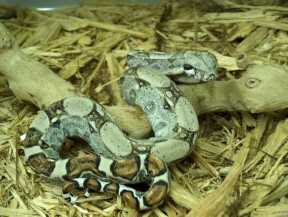 Male holdback