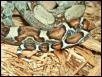 Male holdback (Tail)