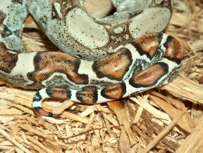 Male holdback (Tail)
