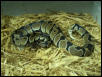 Male Ball