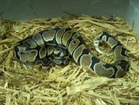 Male Ball