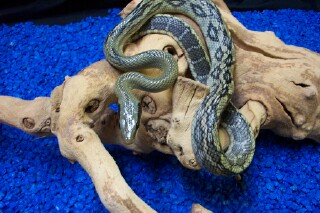 blue beauty