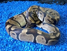 Male Ball