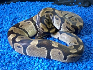 Male Ball