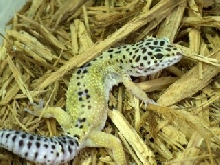 High Yellow Female