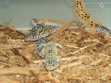 Group of Females