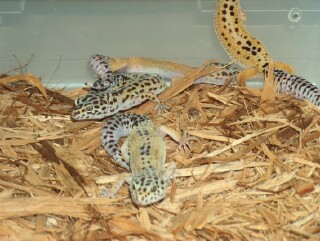 Group of Females