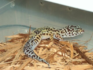 High Yellow Female