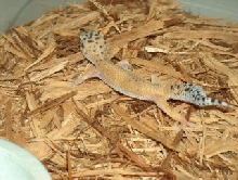 Hypo Female
