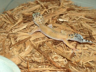 Hypo Female