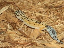 High Yellow Female