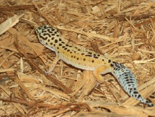 High Yellow Female