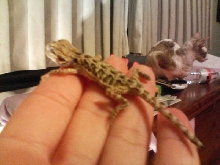 ferdie @ 7.5 wks