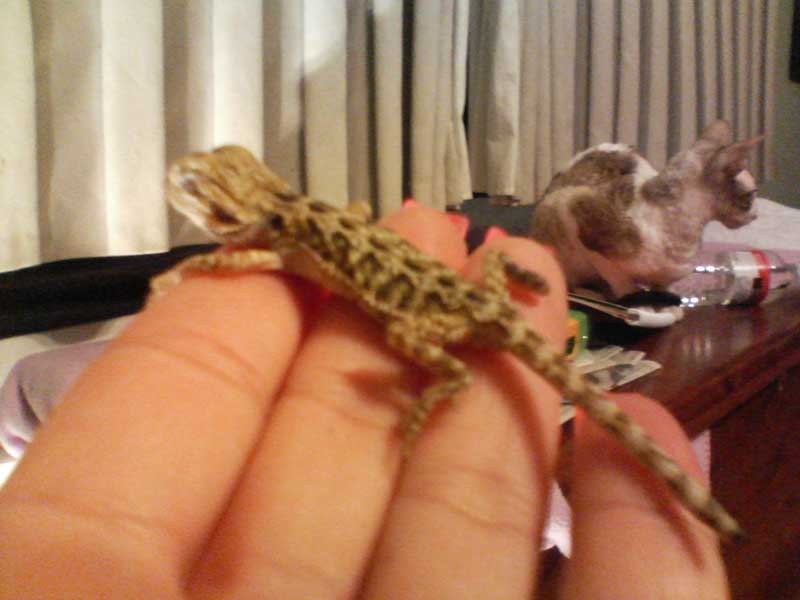 ferdie @ 7.5 wks