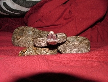 Hog Island Boa