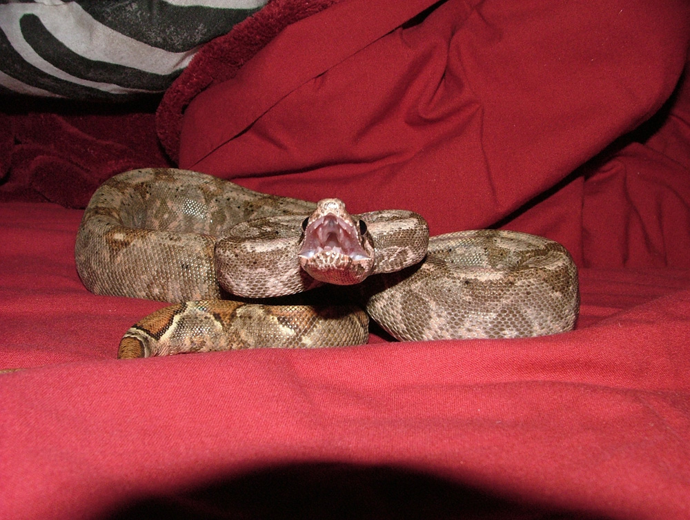 Hog Island Boa