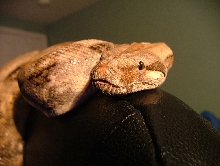 Hog Island Boa