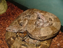 Hog Island Boa