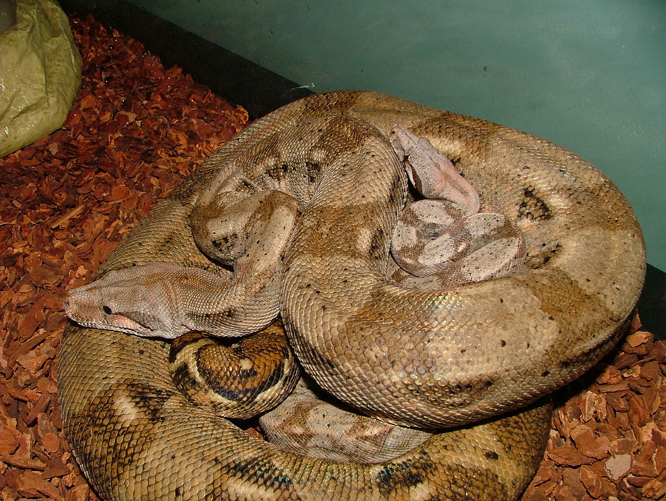 Hog Island Boa