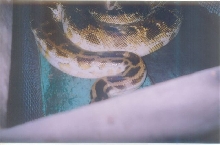 snake detail