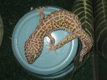bell female
