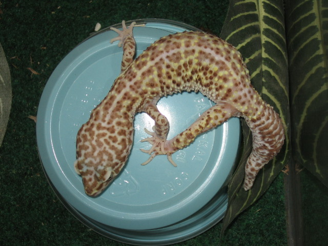 bell female
