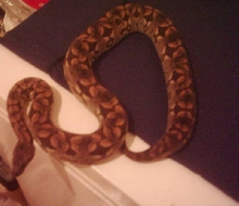 Autumn - Dumeril's Boa