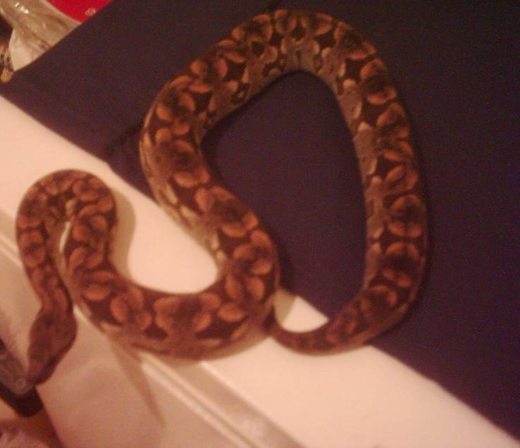 Autumn - Dumeril's Boa