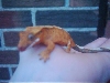 Crested Gecko