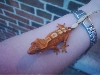 Crested Gecko