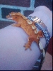 Crested Gecko
