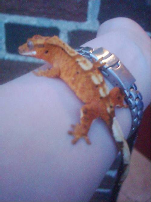 Crested Gecko