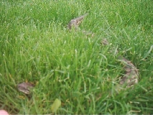 Dumeril in Grass