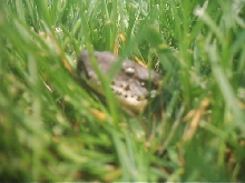 Headshot in Grass