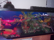 Autumn's old tank setup - 55g