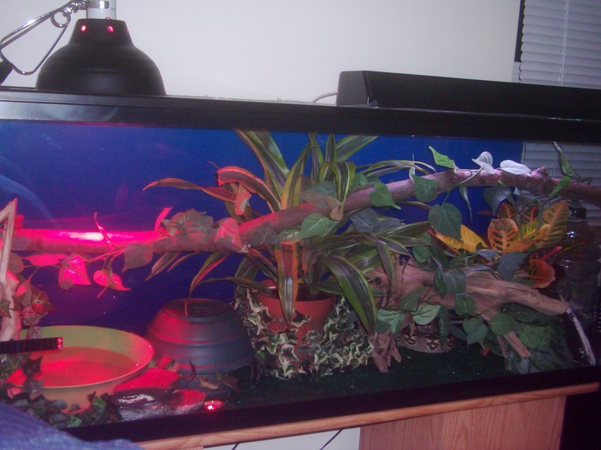 Autumn's old tank setup - 55g