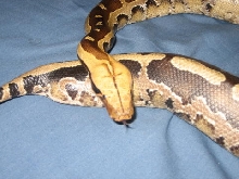 Close Up of Mathilda