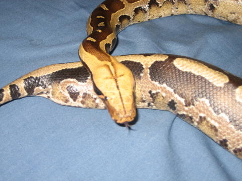 Close Up of Mathilda