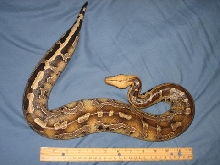 Top View of Mathilda