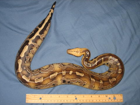 Top View of Mathilda