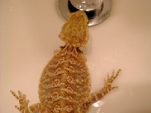 Nublet In Sink