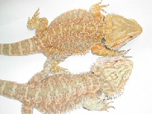 Red and Orange Beardies
