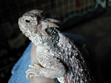 Male Horned Lizard