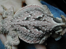Male Back