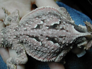 Male Back