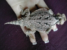 Female Back