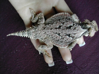 Female Back