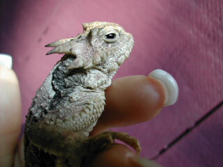 Female Head
