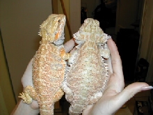 Red & Orange Beardies